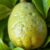Feijoa – właściwości zdrowotne, wartości odżywcze i zastosowanie
