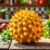 Melon rogaty (kiwano) – zdrowotne właściwości i zastosowania w kuchni